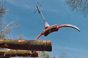 Die Rotex Helicopter AG fliegt Bäume aus einem Wald. (Bild: Christian Perret (Wimmis, 14. Februar 2014))