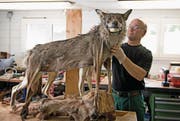 Tierpräparator Hansruedi Riebli zieht das Fell des Urner Wolfs über den Rohling. (Bild: Corinne Glanzmann (Giswil, 27. Juni 2017))