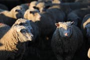 Mit dem sogenannten «Alptracker» können Standort und Verhalten der Tiere überwacht werden. Und das Gerät kann möglicherweise noch mehr. Weitere Funktionen werden geprüft. (Symbolbild Nadia Schärli, 07.02.2011)