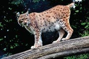 Der Bund soll entscheiden, ob der Luchs in Uri bejagt werden soll. (Bild: Romano Cuonz (Tierpark Goldau, 17. Mai 2017))
