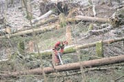 Ein Baum wird am Dienstag 20. Februar 2018 aus Sicherheitsgruenden gefaellt, anlaesslich eines Sicherheits-Holzschlags und der Beseitigung der Sturmschaeden der Januar Stuerme 2018 im Gebiet der Emmettenstrasse der Gemeinden Emmetten und Beckenried im Kanton Nidwalden. In den zwei Gemeinden Beckenried und Emmetten werden von der Forstlichen Arbeitsgemeinschaft Emmetten und Beckenried rund 2000m2 (Kubikmeter) Holz geerntet. (KEYSTONE/Urs Flueeler) (Bild: Urs Flüeler/Keystone (Beckenried, 20. Februar 2018))