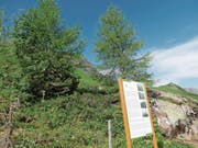 Die Infotafel am neuen Fruttliweg vermittelt viel Wissenswertes über die Aufforstungsarbeiten, die trotz sichtbaren Erfolgen noch viel Geduld und Pflege verlangen. (Bild: Markus von Rotz (Melchsee-Frutt, 7. Juli 2017))