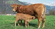 Bei der Mutterkuhhaltung bleibt das Kalb bei der Kuh. Beliebt für die Fleischproduktion sind französische Rassen wie die Limousin auf dem Betrieb von Toni Herger in Altdorf. (Bild: Christoph Hirtler, Altdorf)