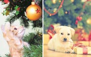 Katzen spielen gerne mit Christbaumschmuck. Das kann gefährlich enden. Verschlungene Geschenkbändel können beim Hund zum Darmverschluss führen (Bilder: MaRussya / Fotostorm / Getty)