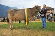 Besitzer Manuel Arnold präsentiert seine Kuh Fleur, die neue Miss Uri. Bilder: Urs Hanhart (Altdorf, 1. Oktober 2016)