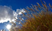 Silberfarbig glitzern die Schilfgras-Wedel im gleissenden Licht der Novembersonne. (Bild: Leserbild Heinz Schürmann)