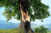 Die durch den Sturm entzweite Rosskastanie auf Ennerberg bei Buochs. (Bild Sepp Bernasconi)