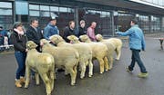 Oben: Fabiana zeigt den Schafen die Ergebnisse des Fotoshootings. Unten: Die Misterwahl wurde unter den erstrangierten Widdern getroffen. (Bild: Paul Küchler (Sachseln, 17. März 2018))