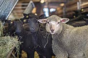 Luzerns Schafpopulation hat im vergangenen Jahr zugenommen. Blick in den Stall des Sörenberger Schafhalters Werner Wicki. (Bild: Pius Amrein (Flühli, 25. Februar 2018))