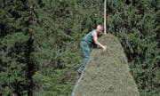 Bärti Enz.drückt das Heeu mit seinen Händen an. (Bild: Corinne Glanzmann (Neue NZ) (Giswil, 22. August 2017))