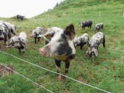 Die Turopolje-Schweine, die im Gebiet Selez gesömmert werden, eignen sich für die Alphaltung besonders gut. (Bild: Tanja Kutzer (Bürglen, Juli 2017))