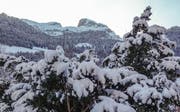 Die Bäume tragen Weiss. (Bild: Ernst Immoos)