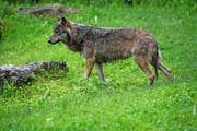 Nach Meinung der Urner Regierung soll der Wolf weiterhin nicht bejagt werden können. (Archivbild Romano Cuonz)