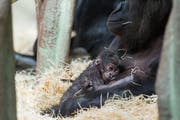 Das Gorillababy im Zoo Basel ist am Dienstag geboren. (Bild: pd)