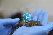 Am Donnerstag kam ein Baby-Krokodil in Lausanne zur Welt. (Bild: Keystone)