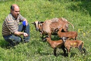 Fabian Imgrüth freut sich über sein Züchterglück, einen sehr seltenen Dreierwurf Kamerunschafe. (Bild Georg Epp)
