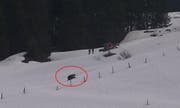Der Braunbär durchstreift die Gerschnialp in Engelberg. (Bild: PD)