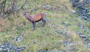 Ein röhrender Hirsch im Schächental. (Bild: Tony Gnos (Unterschächen, 23. September 2017))