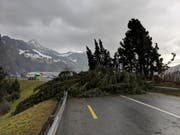 Vor dem Mittag stürzte eine Tanne auf die H8 bei Seewen. (Bild: Geri Holdener, Bote der Urschweiz)