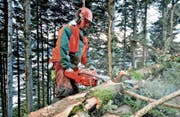 Eine der Hauptaufgaben der kantonalen Forstgruppe ist die Pflege und Nutzung des Kantonswalds. (Bild: Urs Hanhart (Schattdorf, 29. Dezember 2014))