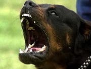 Eine Zeugin will den Angriff des Rottweilers beobachtet haben. (Symbolbild)