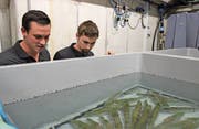Die Firma Basis 57 nutzt Bergwasser aus dem Gotthard-Basistunnel der Neat, um in Erstfeld eine Fischzucht zu betreiben. (Bild: Elias Bricker (Erstfeld, 17. September 2016))