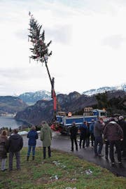 Das Aufrichten der 21 Meter hohen Tanne (Bild: Richard Greuter (NZ) (Neue Nidwaldner Zeitung))