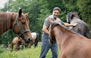 Schauspieler Tom Volkers (Winnetou) freundet sich mit den Pferden an, die im Freilichtspiel zum Einsatz kommen werden. (Bild: Corinne Glanzmann (Engelberg, 16. Juni 2017))