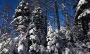 Zurzeit präsentiert sich in höheren Lagen ein richtiges Winter-Märchenland. (Bild: Ernst Immoos)