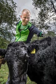 Vertrauen ist alles, gerade bei Zuchttieren. Wisi Zgraggen kennt und schätzt seine Dexter-Rinder – und krault sie. (Bild: Nadia Schärli)