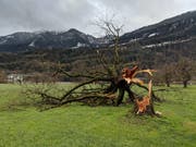 Umgeknickter Baum in Oberarth. (Bild: Geri Holdener, Bote der Urschweiz)