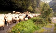 Brav folgten die Schafen den Begleitern. (Bild: Stefan Schelbert/Youtube)