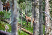 Immer mehr Jäger verzichten in solchen Situationen auf den Abschuss: Der fragile Gämsbestand macht ihnen Sorgen. (Bild: Keystone/Gaetan Bally)