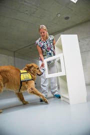 Trainerin Stefanie Perren lehrt Golden-Retriever-Rüde Inca, wie man ein Schränkchen öffnet, dort etwas herausholt und wieder schliesst. (Bild: Dominik Wunderli (13. Juni 2017))