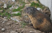 Keine Murmeli: Das Stanserhorn ist derzeit um eine Attraktion weniger reich. (Bild Corinne Glanzmann)