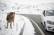 Eine Touristin fotografiert eine Kuh im Schnee auf der Julierpassstrasse bei Bivio. (Bild: Keystone / Gian Ehrenzeller)