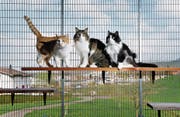 Blicken in eine ungewisse Zukunft: Bewohner des Tierheims Allenwinden. (Bild: Stefan Kaiser (Allenwinden, 3. April 2017))