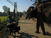 Auf ihrem Abenteuer begegneten sie auch ab und an grossen Tieren wie hier in Nepal. (Bild: PD)