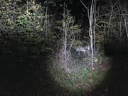 Auf der Suche nach Nahrung und einer Partnerin: der gesichtete Wolf im Kernwald. (Bild: PD)