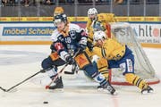 Zwei Tore, ein Assist – Mann des Spiels: der Zuger Stürmer Carl Klingberg (in Blau). (Bild: Andy Mueller/freshfocus (freshfocus))