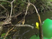 Oje: In den Ästen droht Gefahr. (Bild: Enten-Cam)
