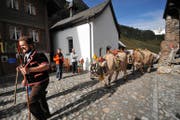 Alpabzug auf dem alten Sustenweg. Die Strasse ist vor allem auch für die Landwirtschaft wichtig. (Archivbild Urs Hanhart)