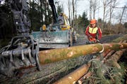 Forstwart Thomas Arnold bei der Arbeit im Herrenwald bei Lindencham. Weil der Boden nicht gefroren ist, kommen die grossen Maschinen nur selten zum Einsatz. (Bild: Christof Borner-Keller / Neue ZZ)