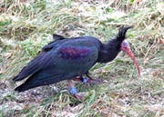 Derzeit wird Shorty im Tierpark Goldau aufgepäppelt. (Bild: PD)