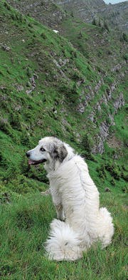 Herdenschutzhunde sorgen für Diskussionen in Isenthal. (Bild: Nadja Schärli (Flühli, 2010))