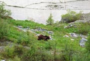 Der Bär M13 am Fusse der Albigna-Staumauer im Bergell. (Bild: La Bregaglia / Giorgio Vozza)