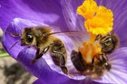 Spitzenreiter ist «More than Honey». (Symbolbild Leser Josef Lustenberger)