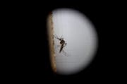 Das Zika-Virus wurde erstmals durch Sex übertragen. Im Symbolbild: Eine Mücke in Guatemala aufgenommen. (Bild: EPA/ESTEBAN BIBA)