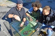 Sie sorgen dafür, dass die exotischen Fische in Uri einen guten Start haben: (von links) David Baumann, Solt Sokoray und Stefan Baumann.Bild: PD (Erstfeld, 12. Oktober 2016)