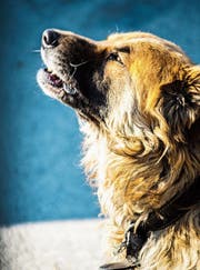 Winselt ein Hund, ist das meist Ausdruck von Frustration und negativen Gefühlen. (Bild: Istock)